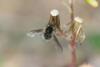 Bombylius trichurus